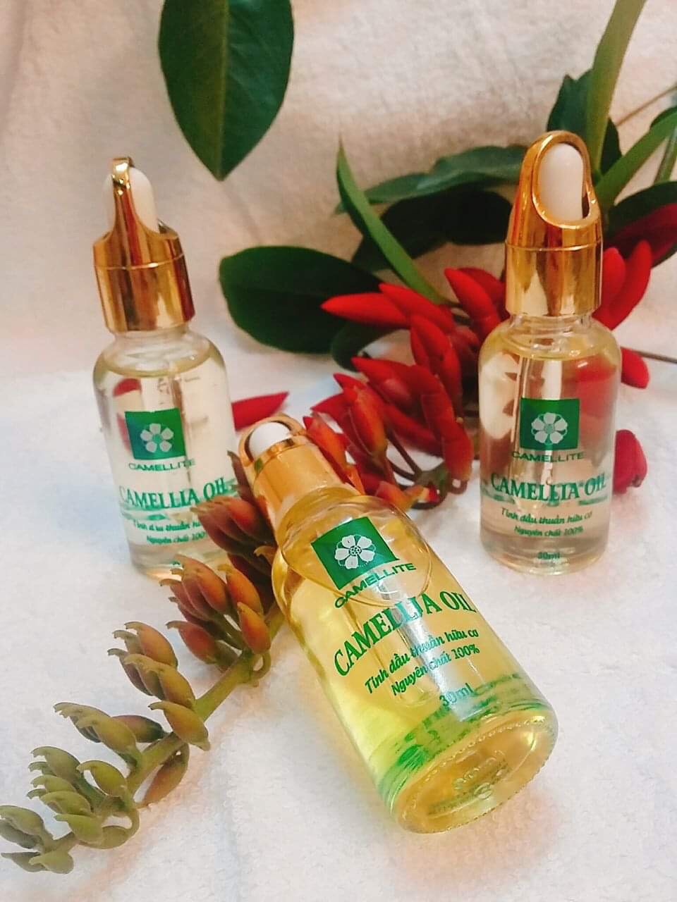 Tìm hiểu về công dụng làm đẹp tuyệt vời của dầu hoa trà Nhật Bản